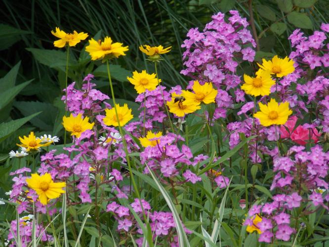 Gardenflowers.JPG