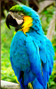 Executive Parrot