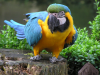 Educated Parrot